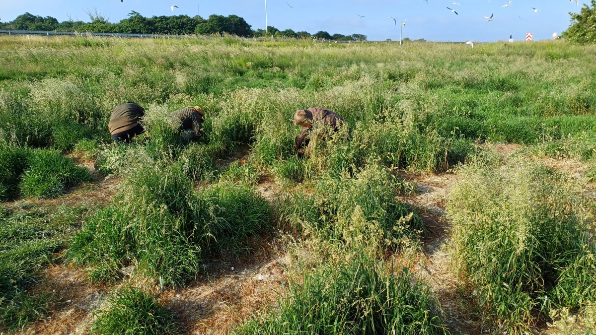 Ungemaerkning Sprogo 20240602