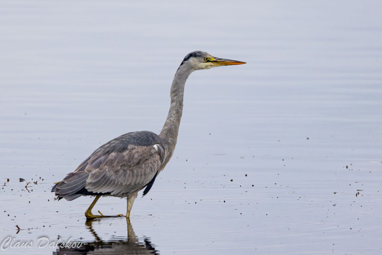 161224 jpb11 Fiskehejre