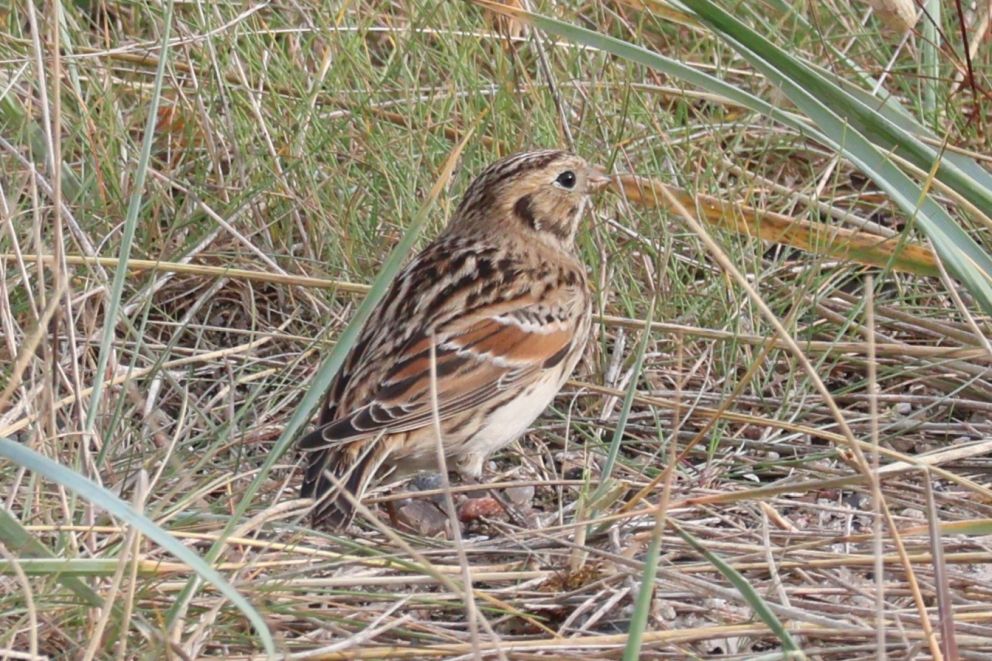 221024laphusbystranderikraagaard